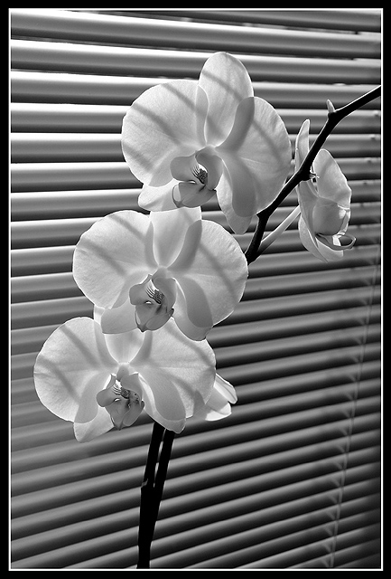 Bílá orchidej.
