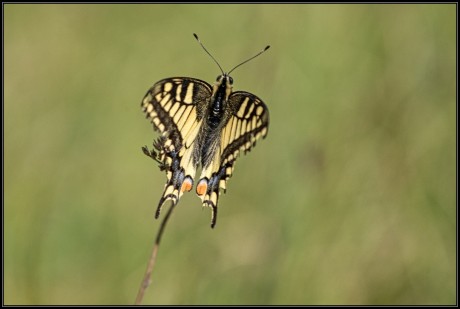 IMG_3734