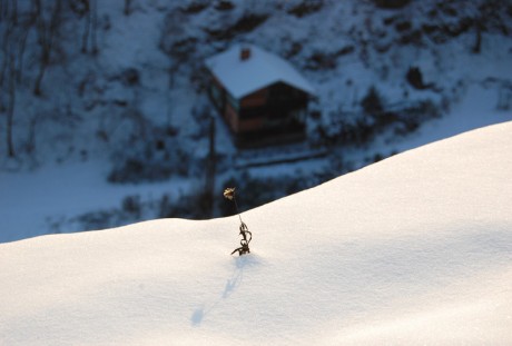 květinka