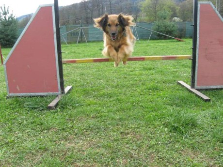 Agility blansko-17.duben