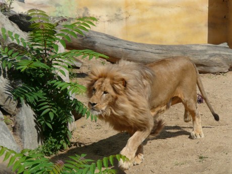 ZOO Usti nad Labem 031