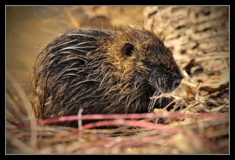Ondatra nebo nutrie