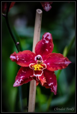 orchideje-24