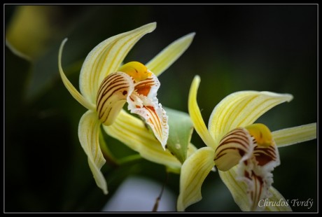 orchideje-45
