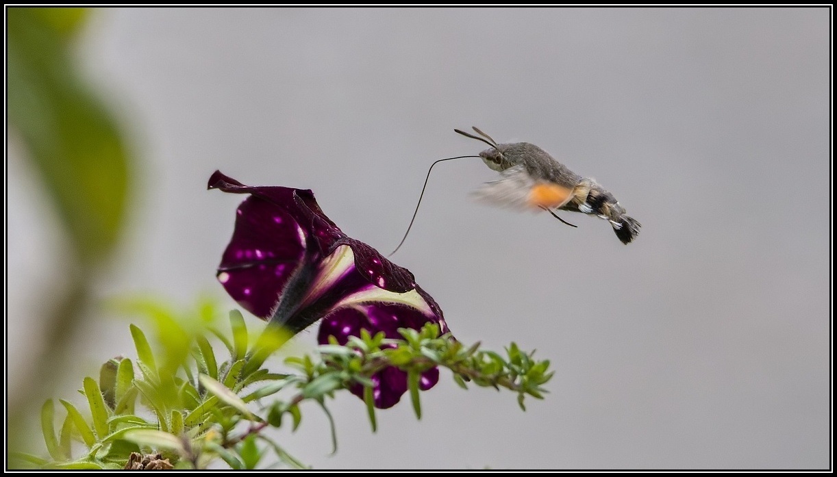 IMG_7379-DxO_DeepPRIME XD2s