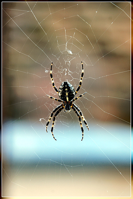 Spider