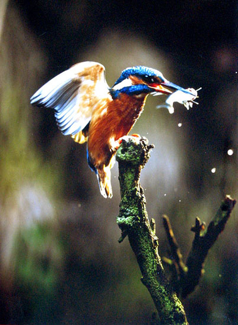 2 1.místo - J.Halady - Andromeda Brumov-Bylnice - Lovec