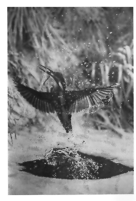 3 1.místo J.Halady - Andromeda - V letu