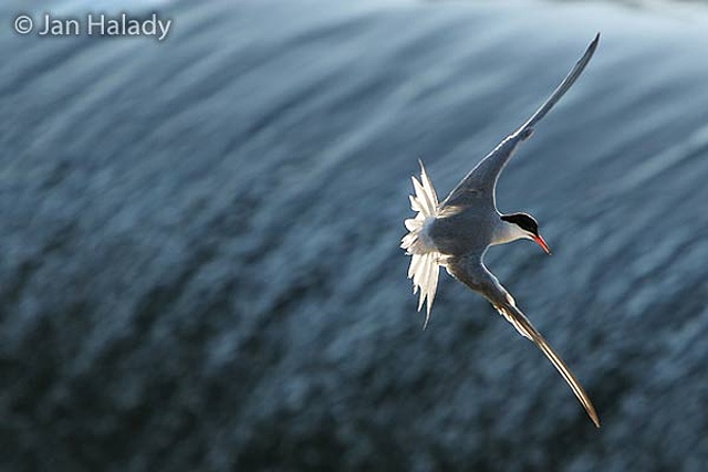 6 1.místo J.Halady - Andromeda - Rybák-zlomek před útokem