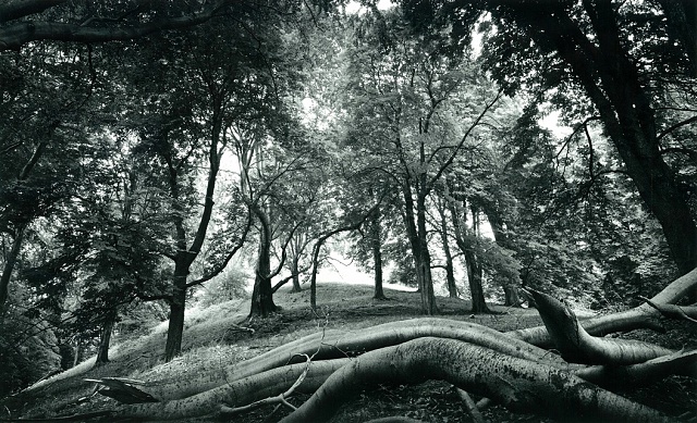 7 1.místo - V.Jasiok - Fotoklub Ostrava - Stromy I.