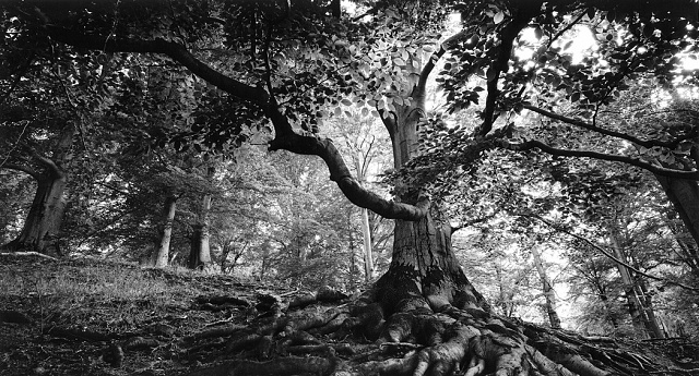 7 1.místo - V.Jasiok - Fotoklub Ostrava - Stromy ii.