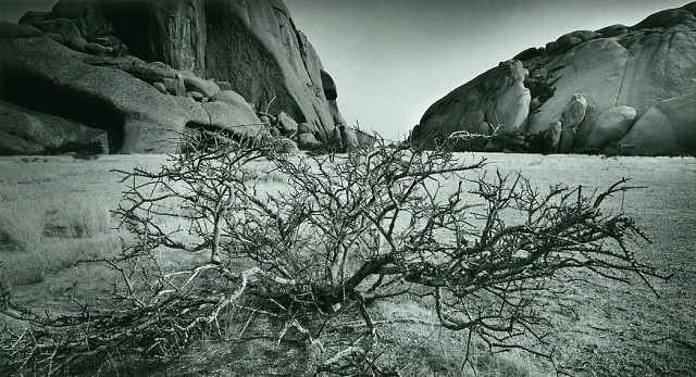 7 1.místo - V.Jasiok - Fotoklub Ostrava - Stromy III.