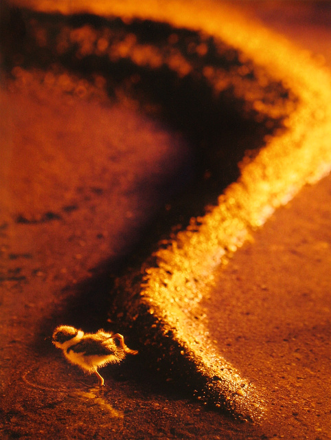 7 3.místo - J.Halady - Andromeda Brumov-Bylnice - Mladý kulík