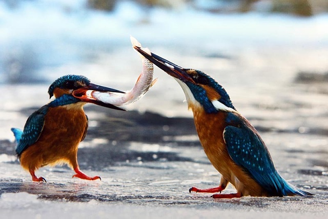 8 1.-2.místo - J.Halady - Andromeda Brumov-Bylnice - Tahanice o rybku