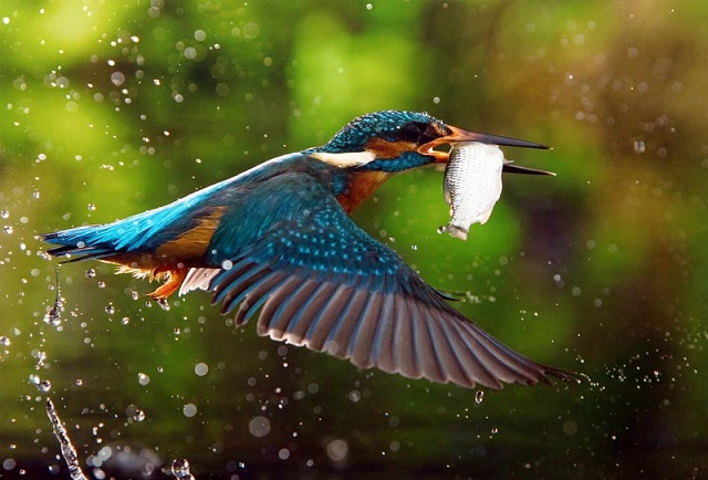 8 1-2.místo - J.Halady - Andromeda Brumov-Bylnice - Ledňáček v letu