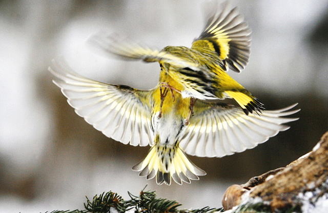 9 1.místo A.Říha - Jeseník - Ptačí akrobacie 1