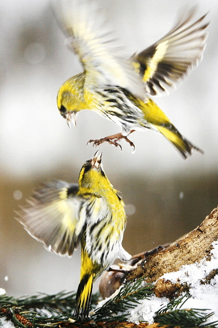 9 1.místo A.Říha - Jeseník - Ptačí akrobacie 2