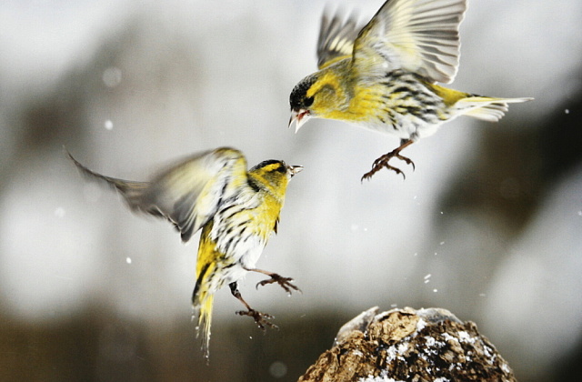 9 1.místo A.Říha - Jeseník - Ptačí akrobacie 3