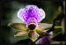 orchideje-11