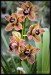 orchideje-29