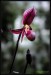 orchideje-33
