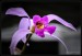 orchideje-40