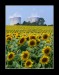 33_slunecnice